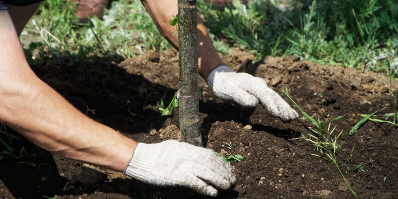 Tree & Shrub Planting Services