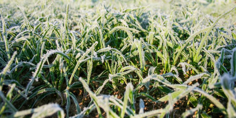 Step By Step Dormant Sod Installation Winter Edition